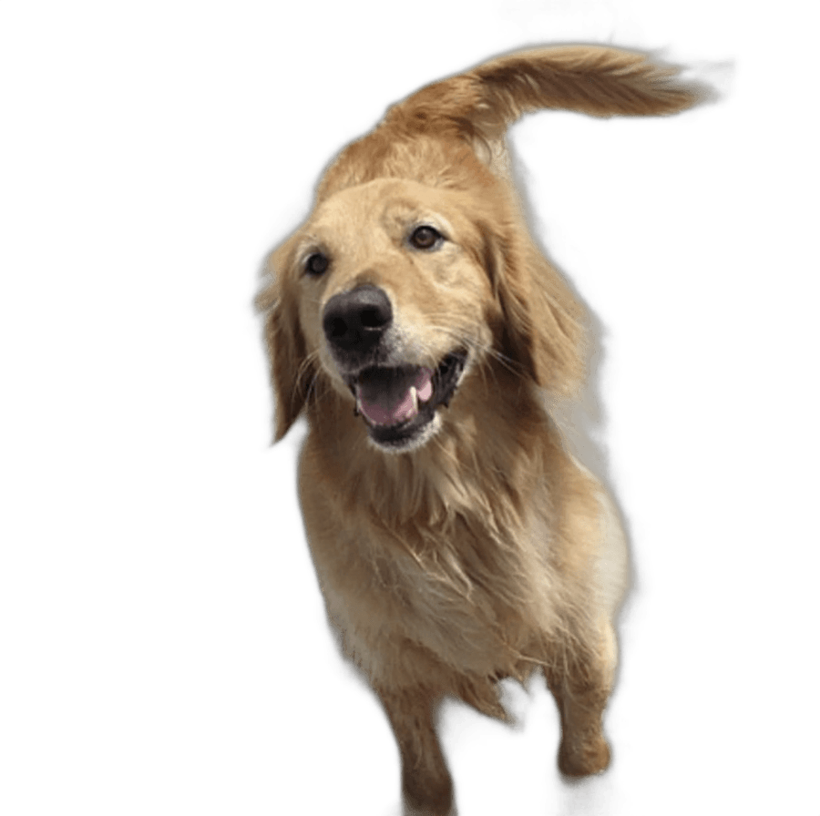 吉祥物:黃金獵犬